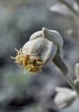 Artemisia stelleriana