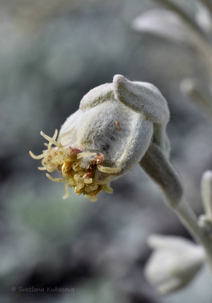 Image of Artemisia stelleriana specimen.