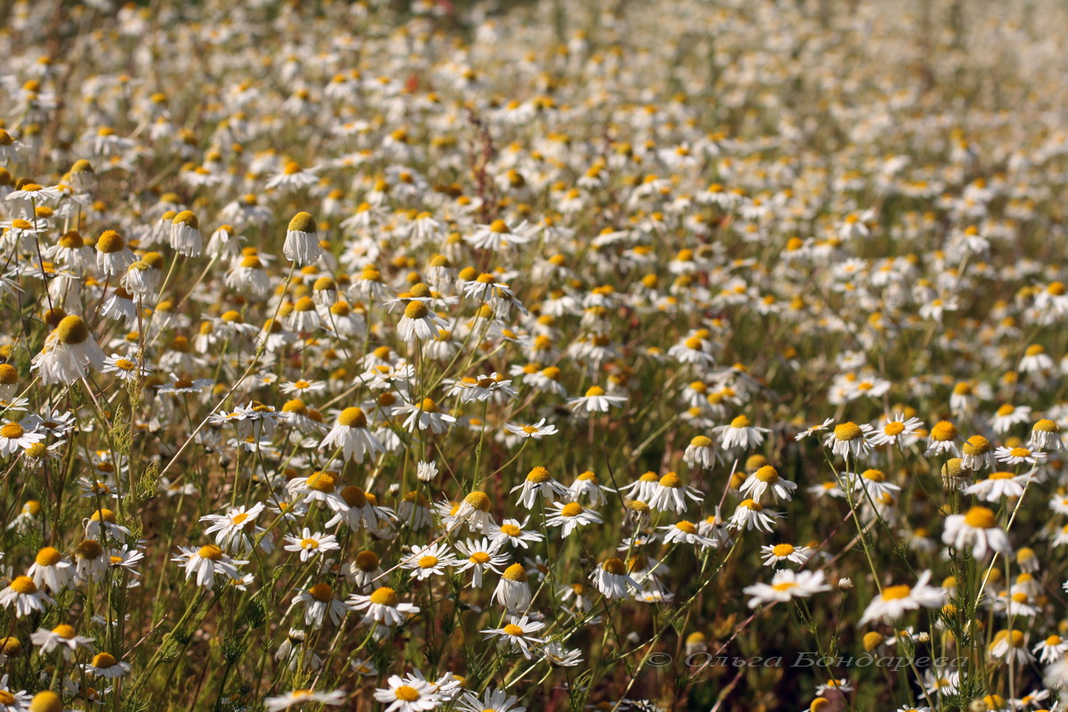 Изображение особи Tripleurospermum inodorum.