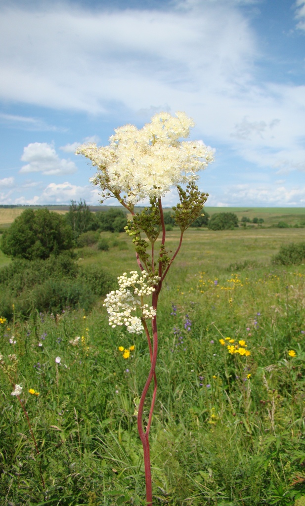 Image of Filipendula ulmaria specimen.