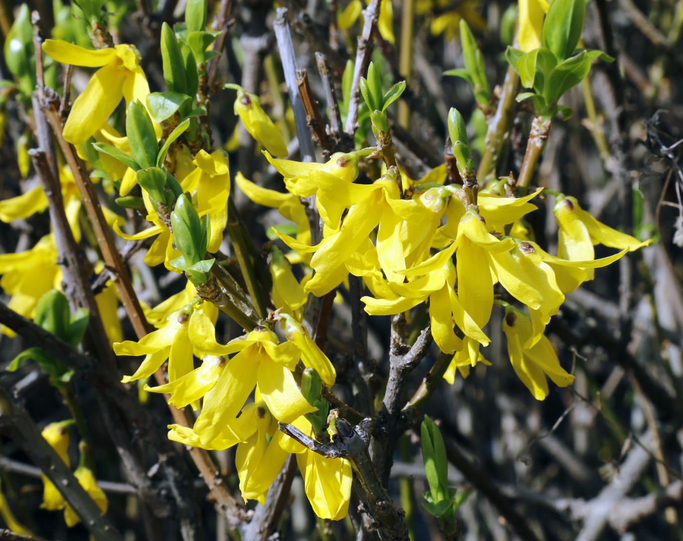 Изображение особи род Forsythia.