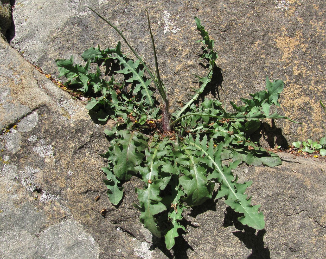 Image of Chondrilla juncea specimen.