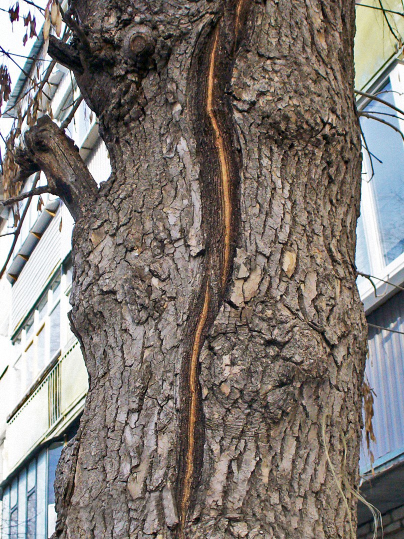 Image of Fraxinus pennsylvanica specimen.