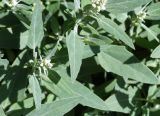 genus Chenopodium