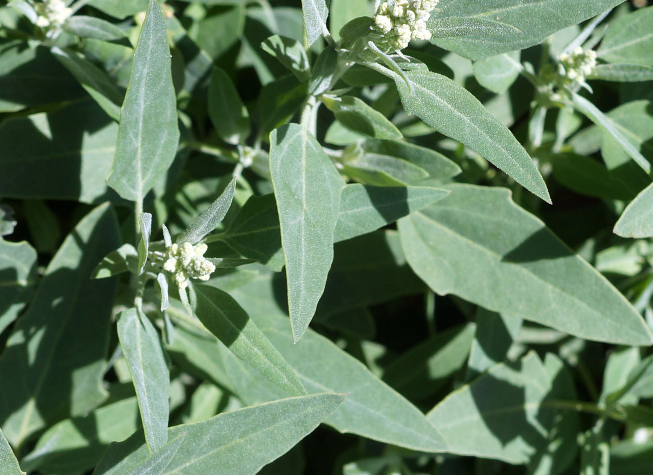 Изображение особи род Chenopodium.