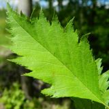 род Crataegus. Лист. Подмосковье, окр. г. Одинцово, смешанный лес. Июнь 2017 г.