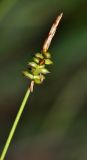 Carex jankowskii