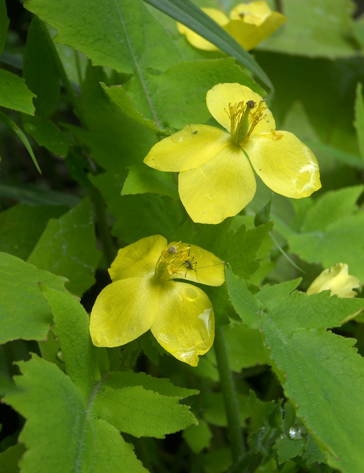 Изображение особи Stylophorum lasiocarpum.