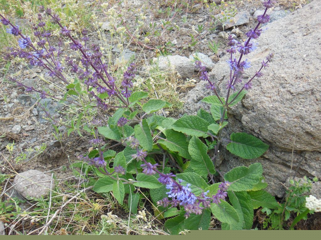Image of Salvia verticillata specimen.