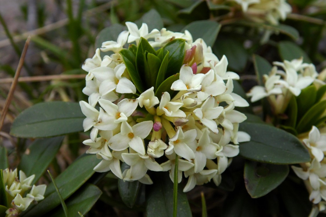 Image of Daphne glomerata specimen.