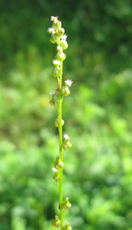 Image of Triglochin palustris specimen.