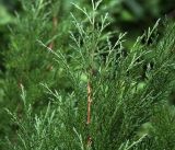 Juniperus scopulorum