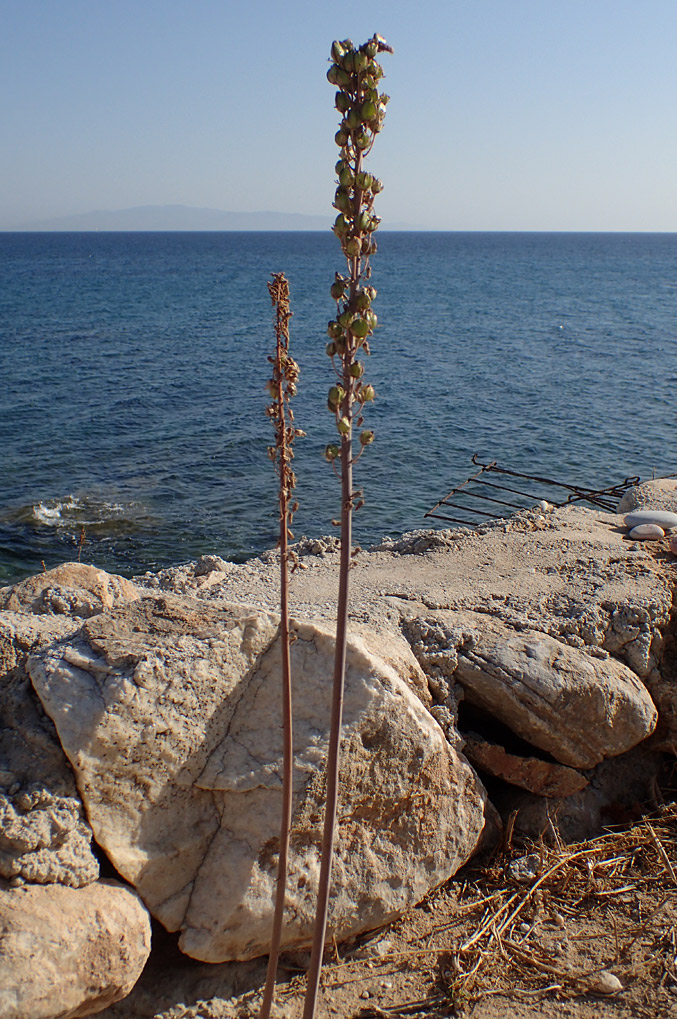 Image of Drimia numidica specimen.