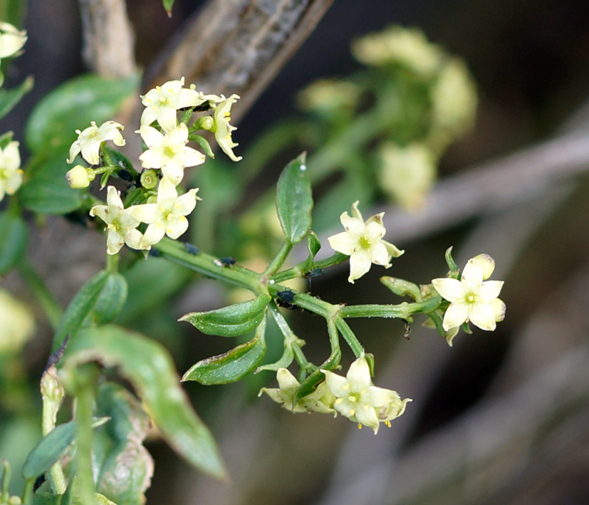 Изображение особи Rubia cordifolia.