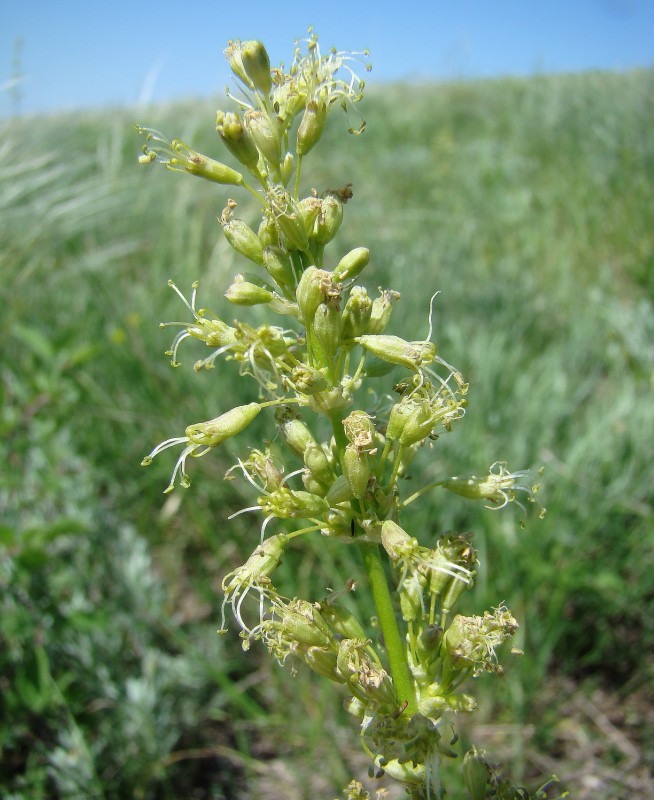 Изображение особи Silene chersonensis.