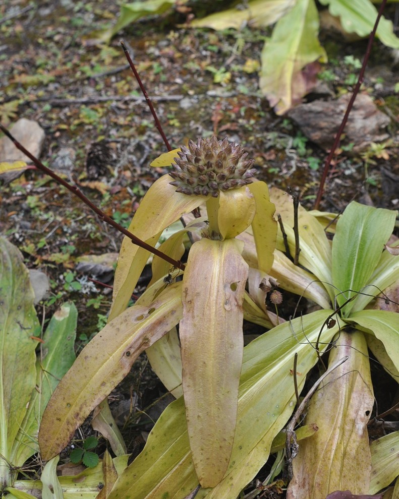 Image of Gentiana crassicaulis specimen.