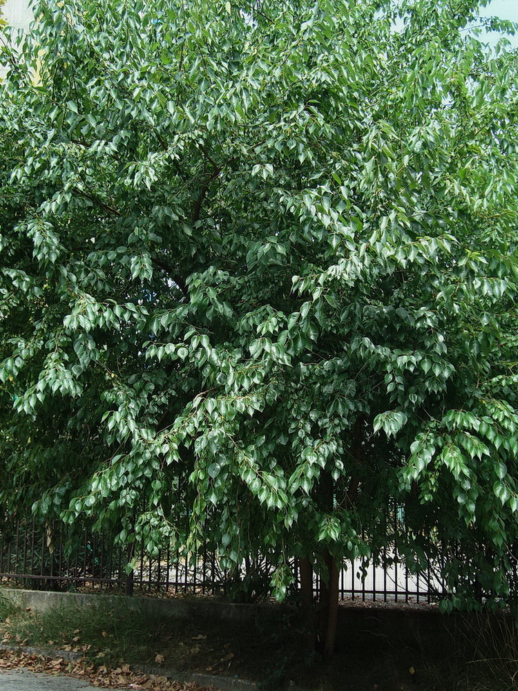 Изображение особи Maclura pomifera.