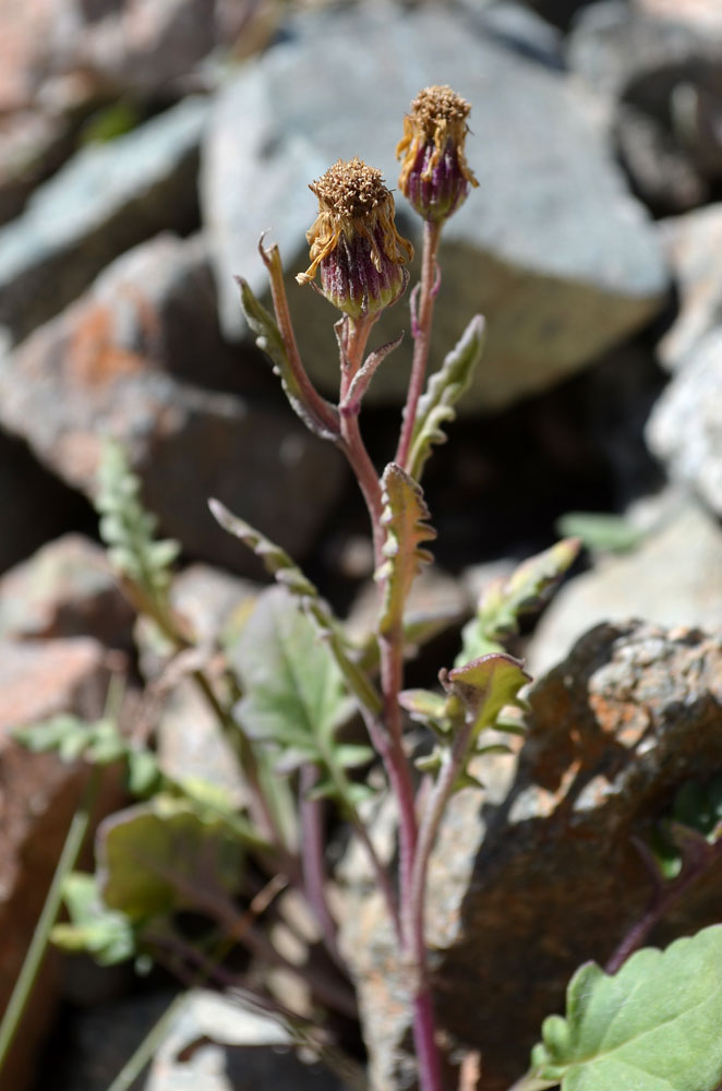 Image of Senecio thianschanicus specimen.