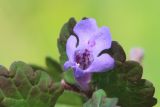 Смотреть изображение Glechoma hederacea