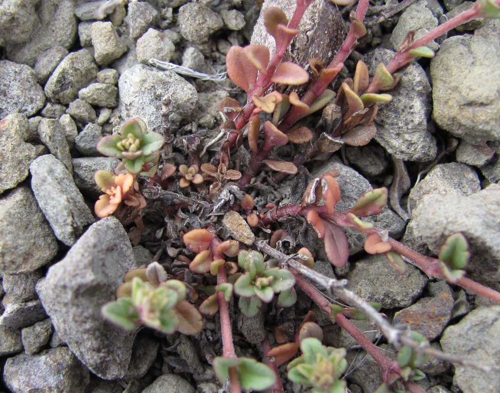 Image of Veronica vendettadeae specimen.