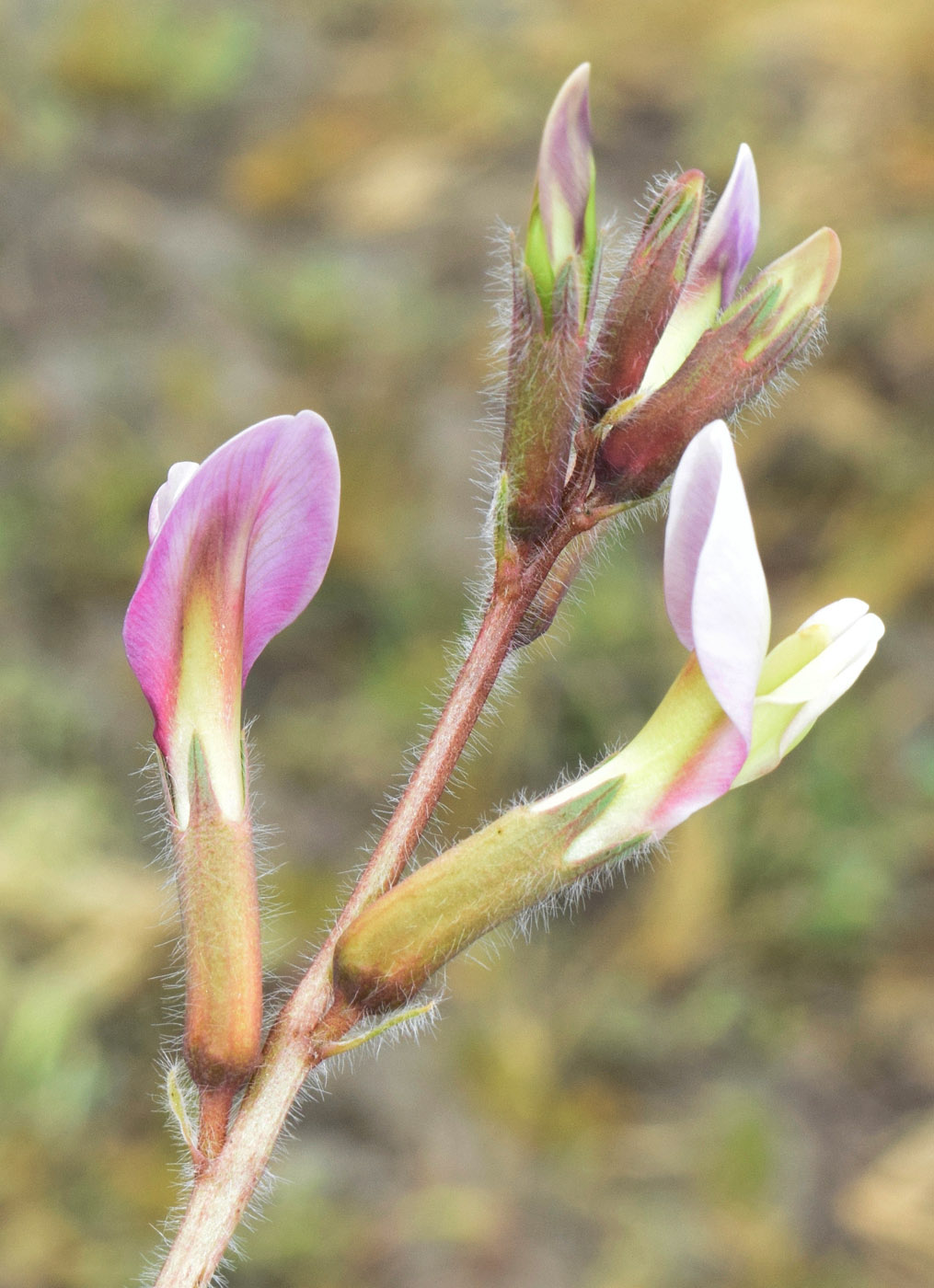 Изображение особи Astragalus rubellus.