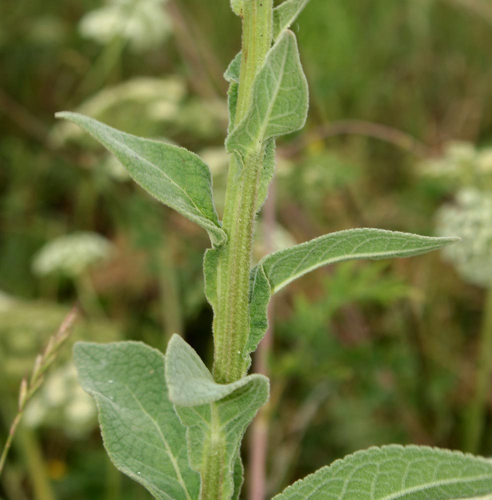 Image of Verbascum &times; semialbum specimen.