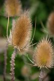 Dipsacus fullonum