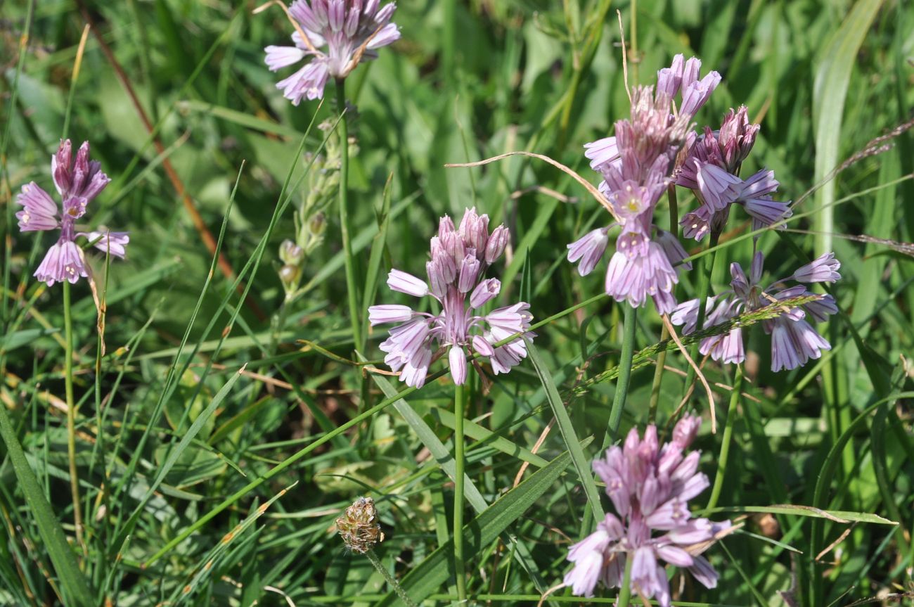 Image of Allium kunthianum specimen.