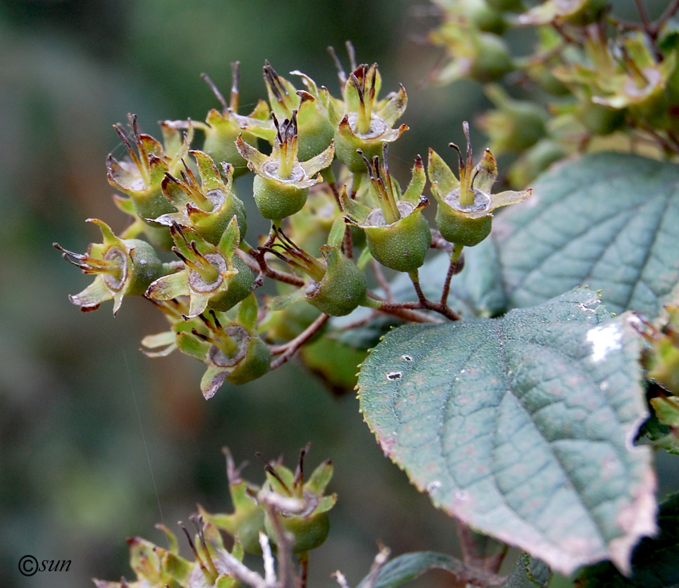 Image of genus Deutzia specimen.