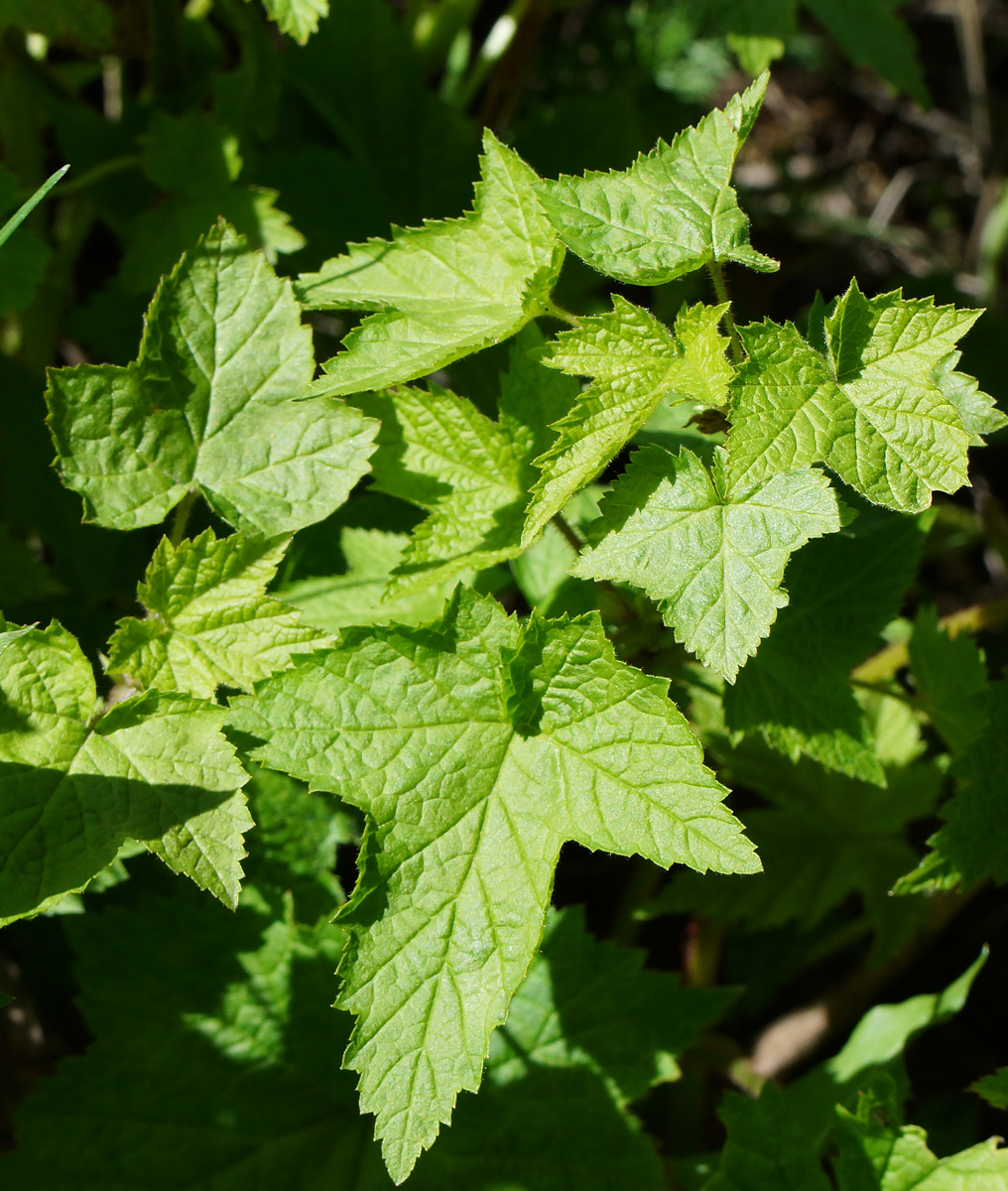 Image of Rubus odoratus specimen.