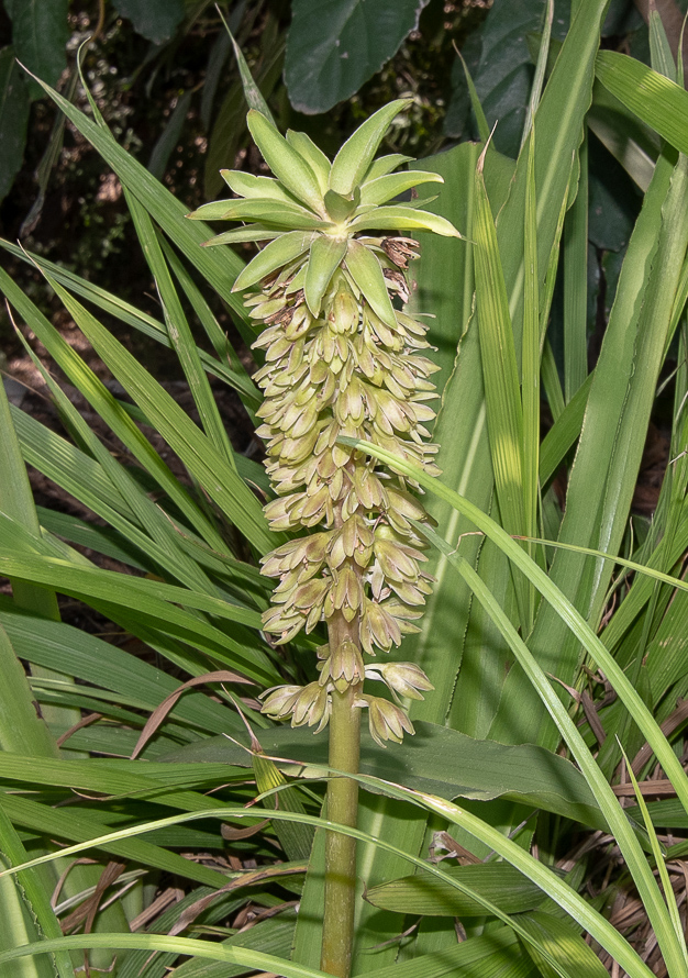 Image of Eucomis autumnalis specimen.