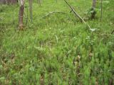 Lycopodium annotinum