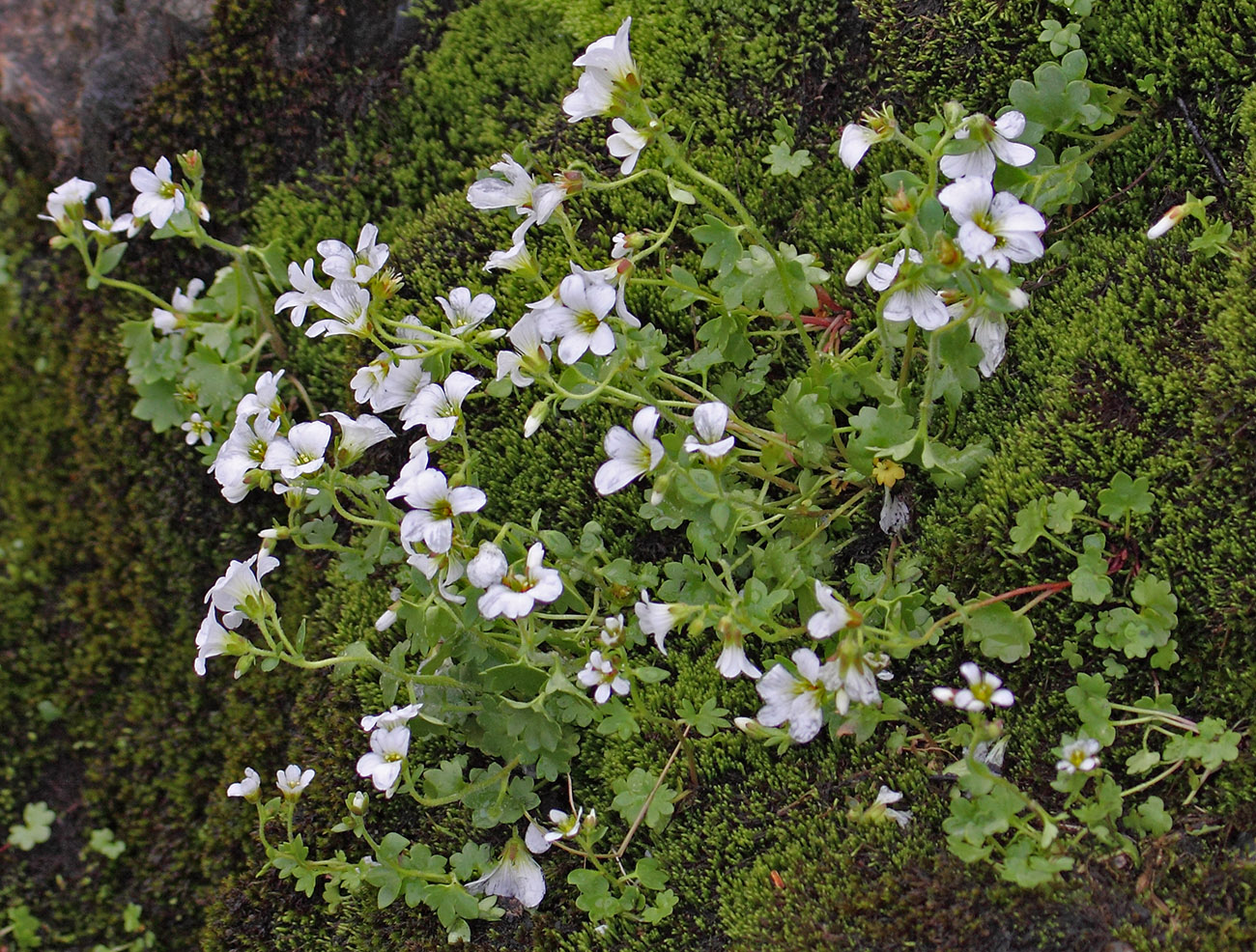 Image of Saxifraga sibirica specimen.