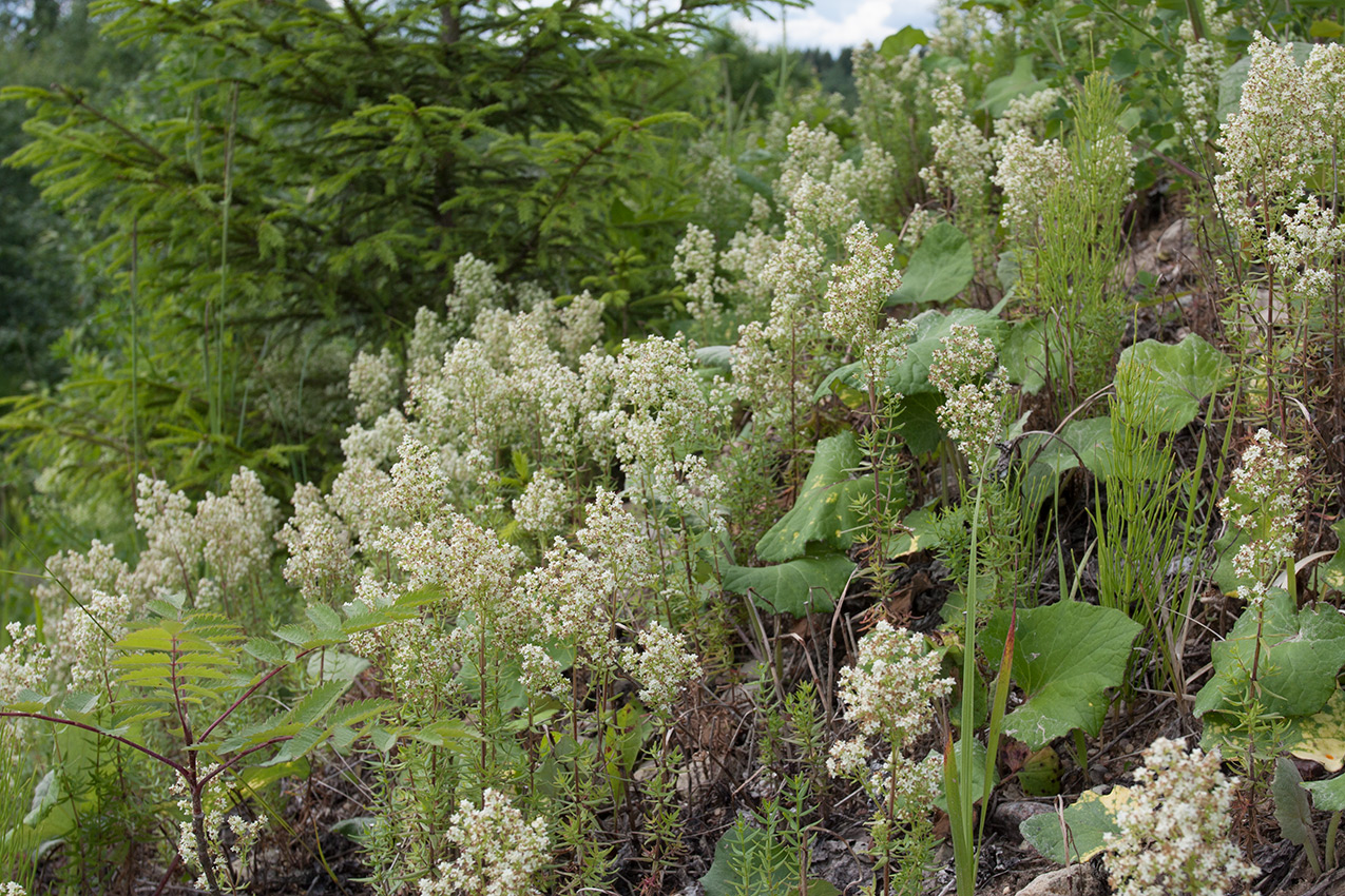 Изображение особи Galium boreale.