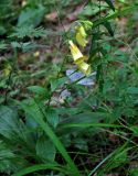 Digitalis grandiflora