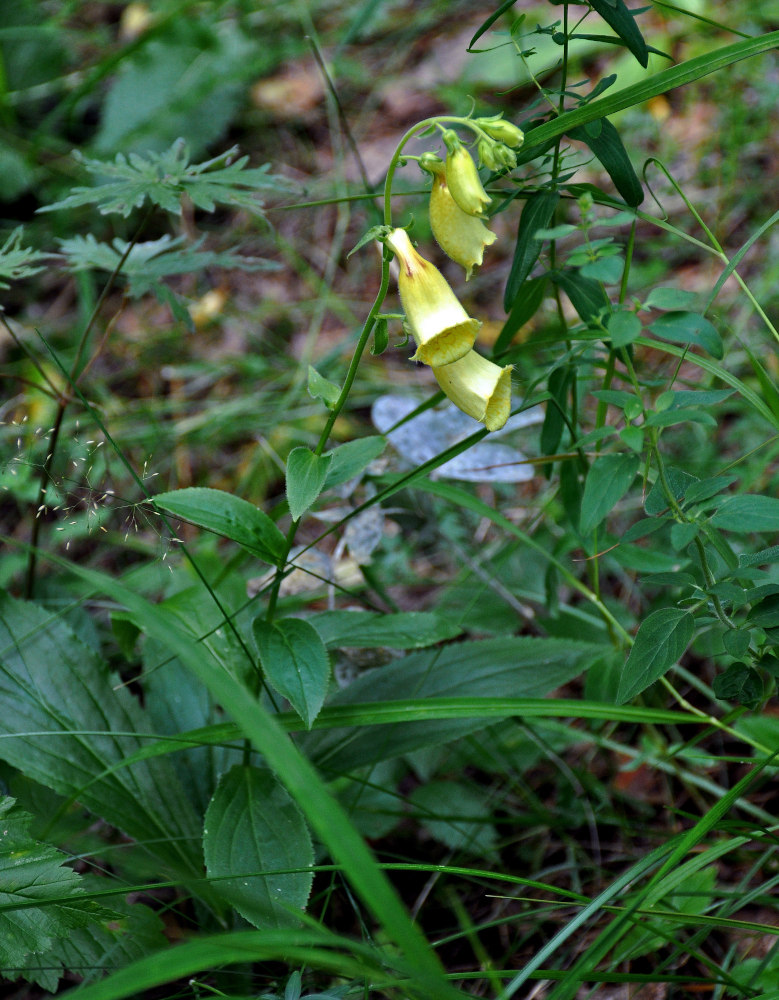 Image of Digitalis grandiflora specimen.