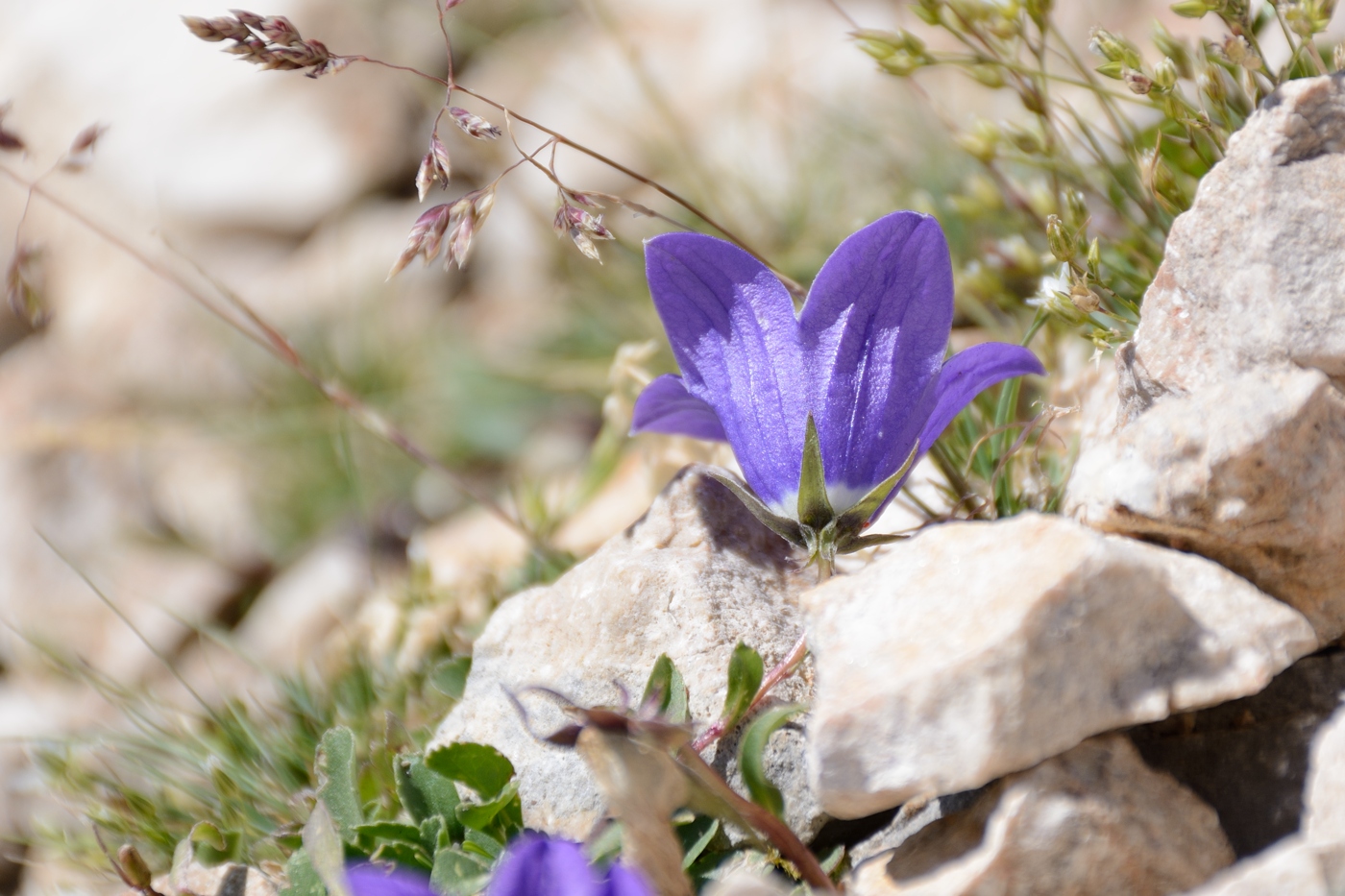 Изображение особи род Campanula.