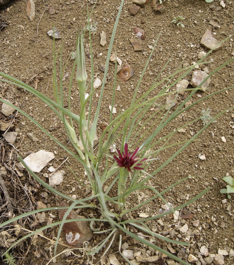 Image of Tragopogon pterocarpus specimen.