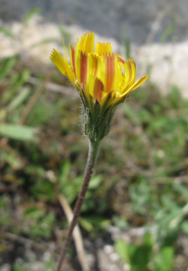 Image of Leontodon biscutellifolius specimen.