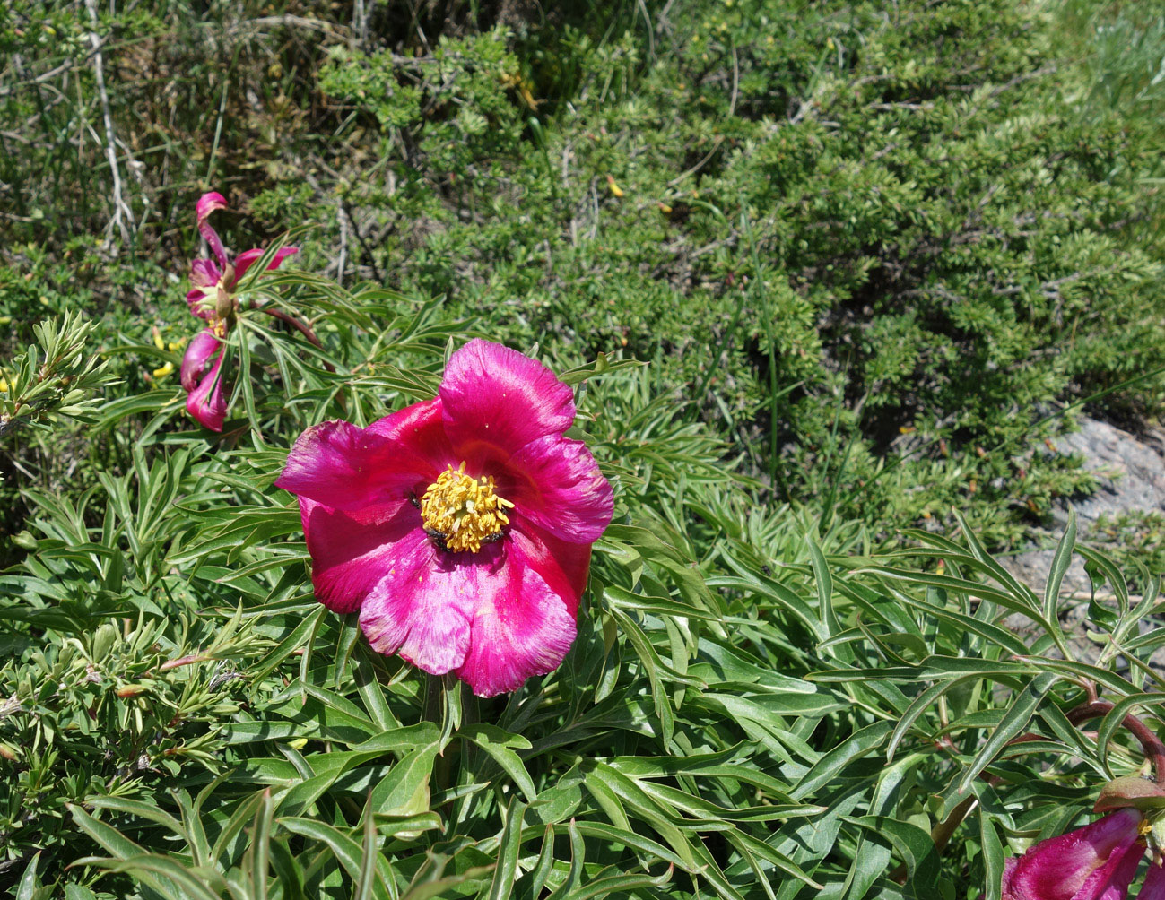 Image of Paeonia intermedia specimen.