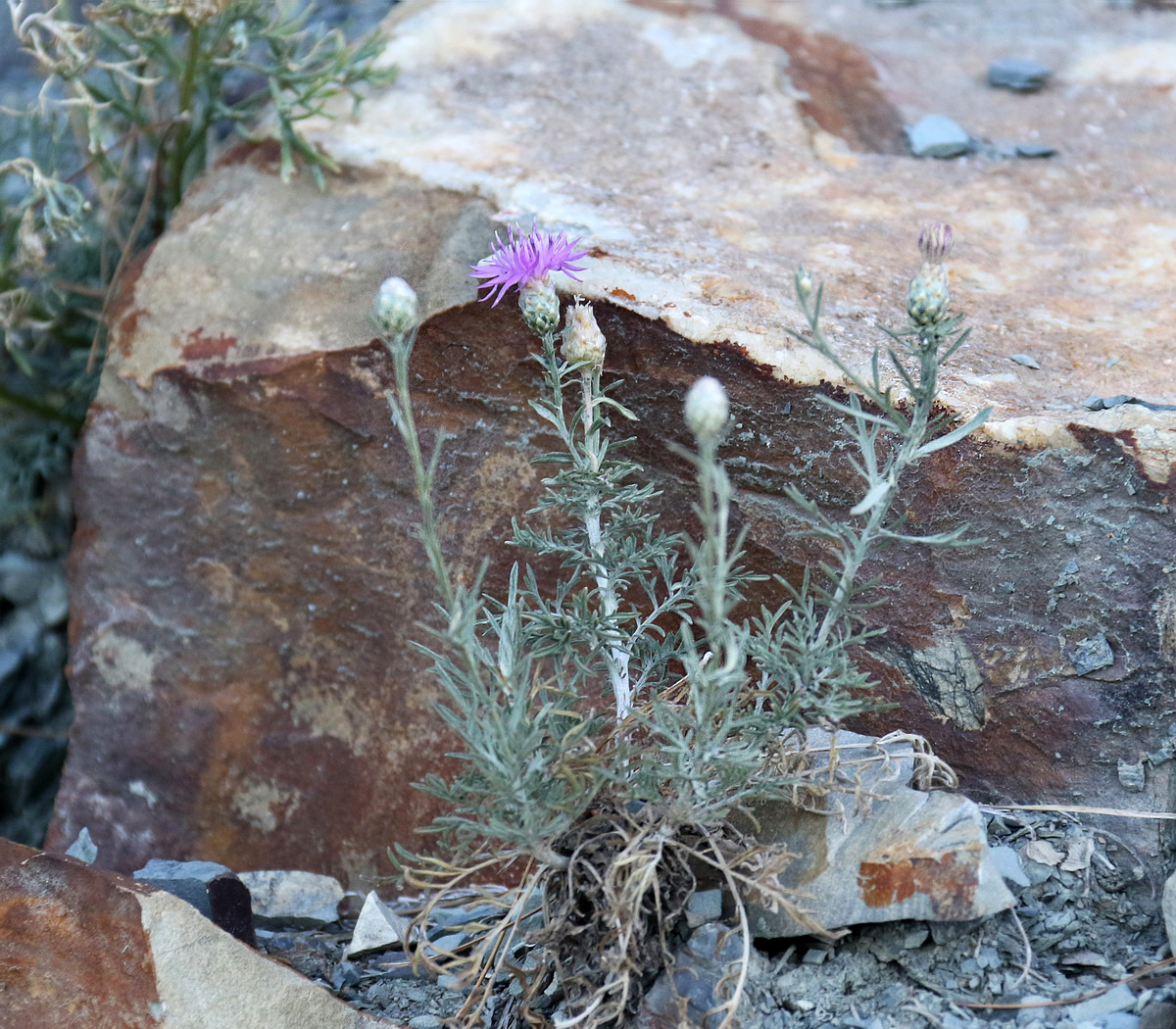 Image of Centaurea novorossica specimen.