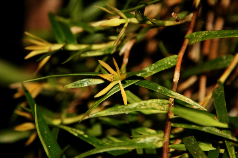 Изображение особи Epidendrum isomerum.