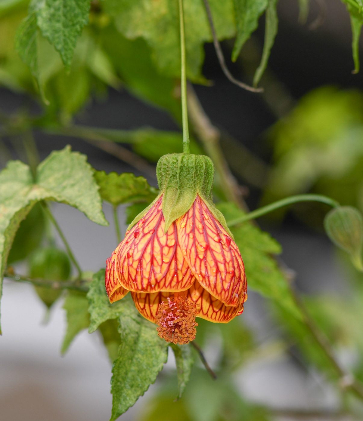 Image of Abutilon pictum specimen.