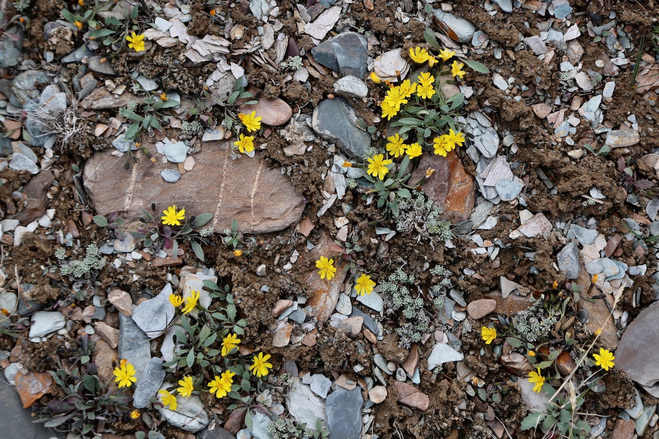 Image of Crepis karelinii specimen.