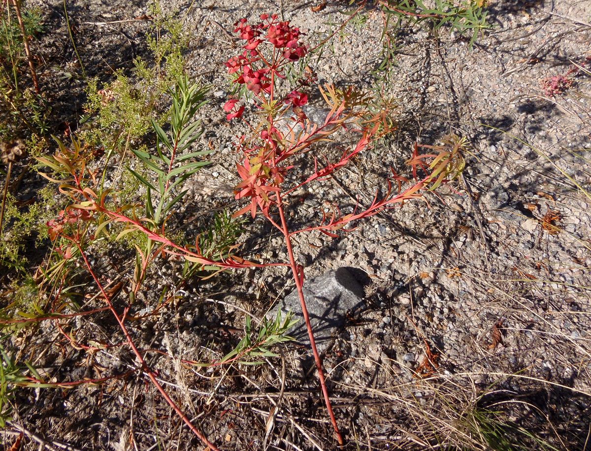 Image of genus Euphorbia specimen.