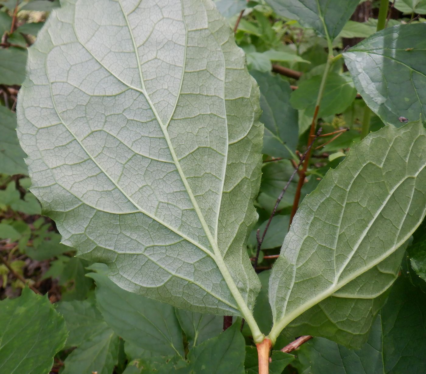 Image of Philadelphus coronarius specimen.