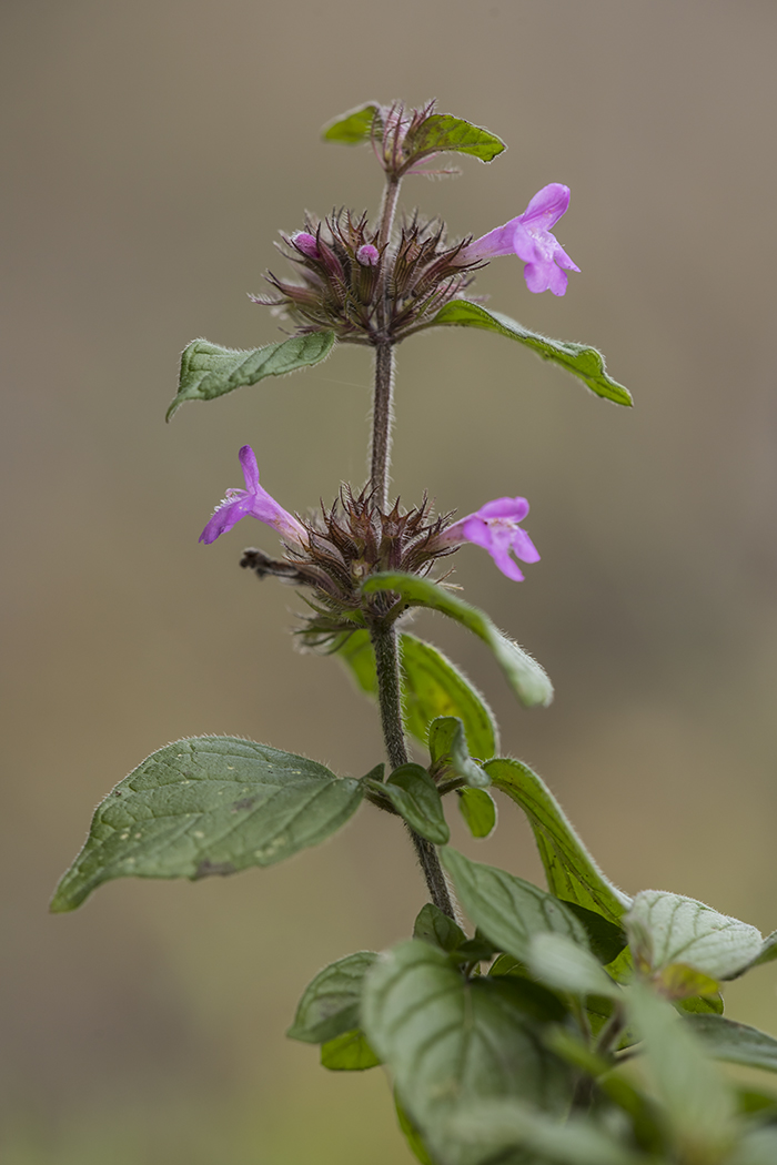 Image of Clinopodium caucasicum specimen.