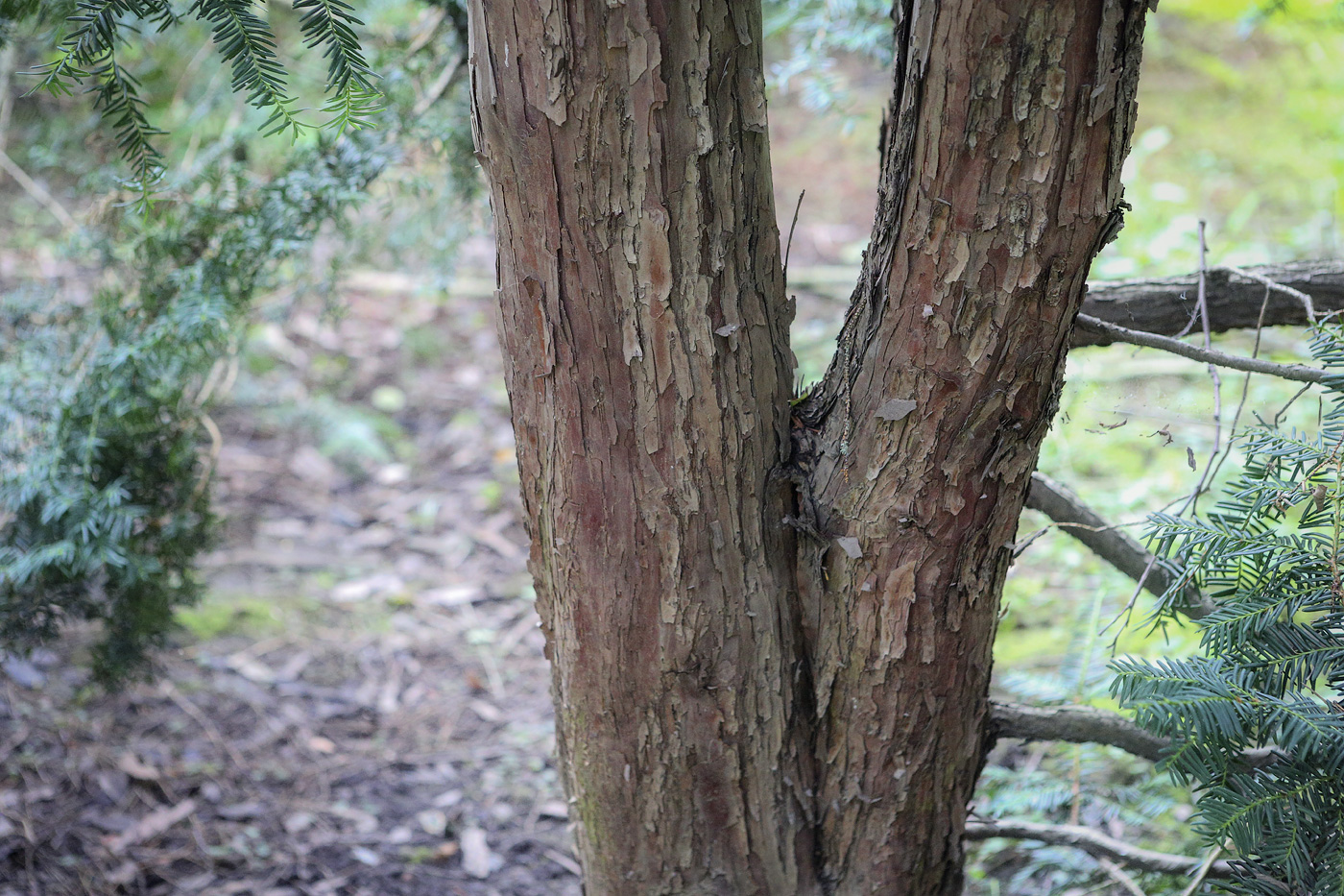 Image of Taxus cuspidata specimen.