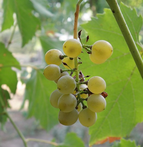 Image of Vitis vinifera specimen.