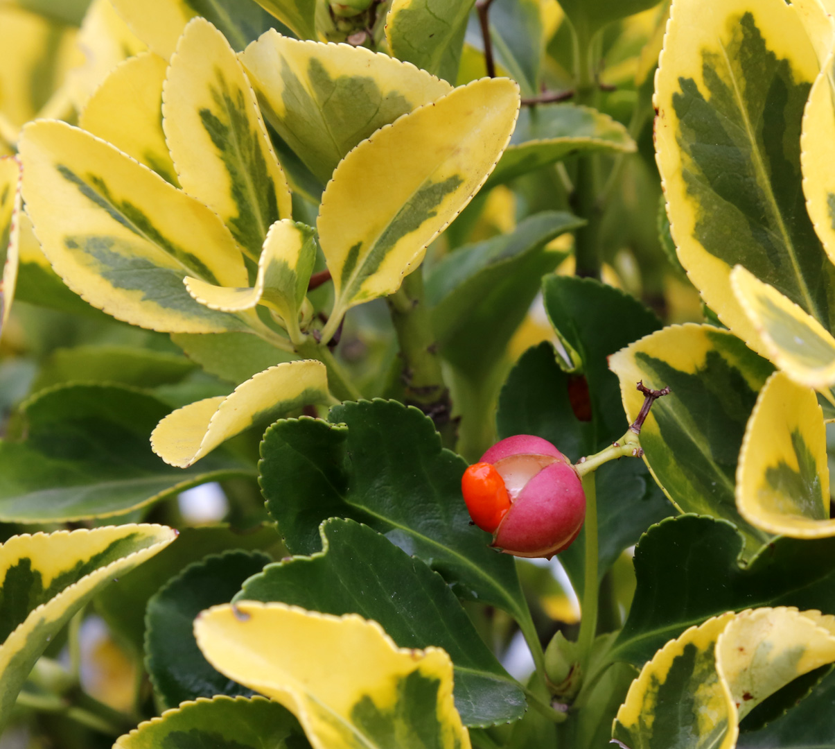 Изображение особи Euonymus japonicus.